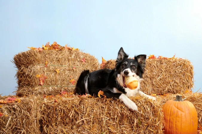 Border Collie dog with a toy sits on hay bales decorated with autumn leaves and a pumpkin against a light blue backdrop.