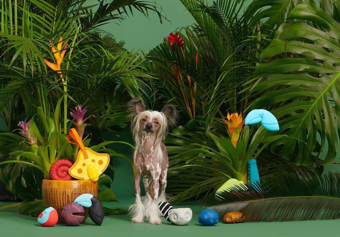 Tan Chinese Crested dog poses in a studio surrounded by tropical plants, colorful flowers, and an assortment of dog toys on set.
