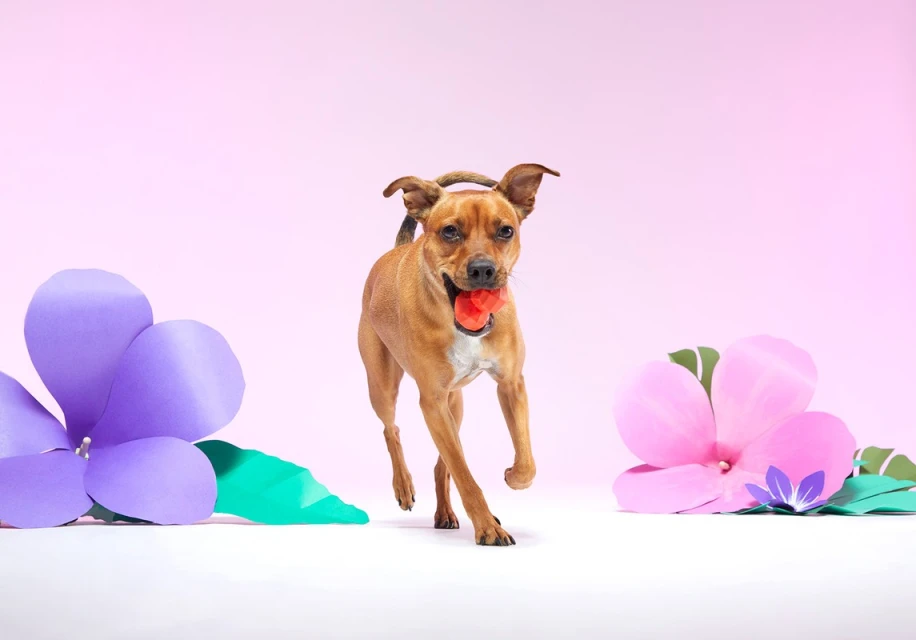Dog runs with a ball in its mouth, surrounded by large paper flowers in shades of pink and purple, against a pastel pink background.