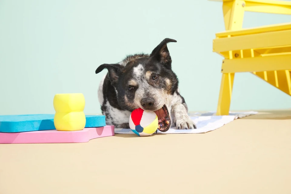 Dog laying on a beach towel and chewing on a colorful ball, with a yellow beach chair and colorful blocks in the background.