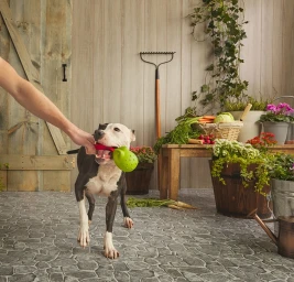 A pit bull holding a green dog toy in its mouth while a person pulls on the other end, set on a stone patio with garden props.