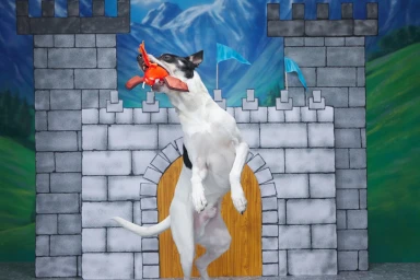 Black and white dog jumping up on hind legs while holding an orange toy in its mouth in front of a castle backdrop.