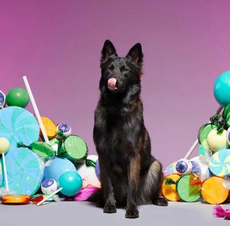 Black dog sitting upright surrounded by oversized colorful lollipops and candy against a solid purple backdrop