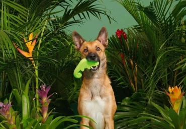 Brown dog holding a green toy in its mouth surrounded by lush tropical plants and colourful flowers.