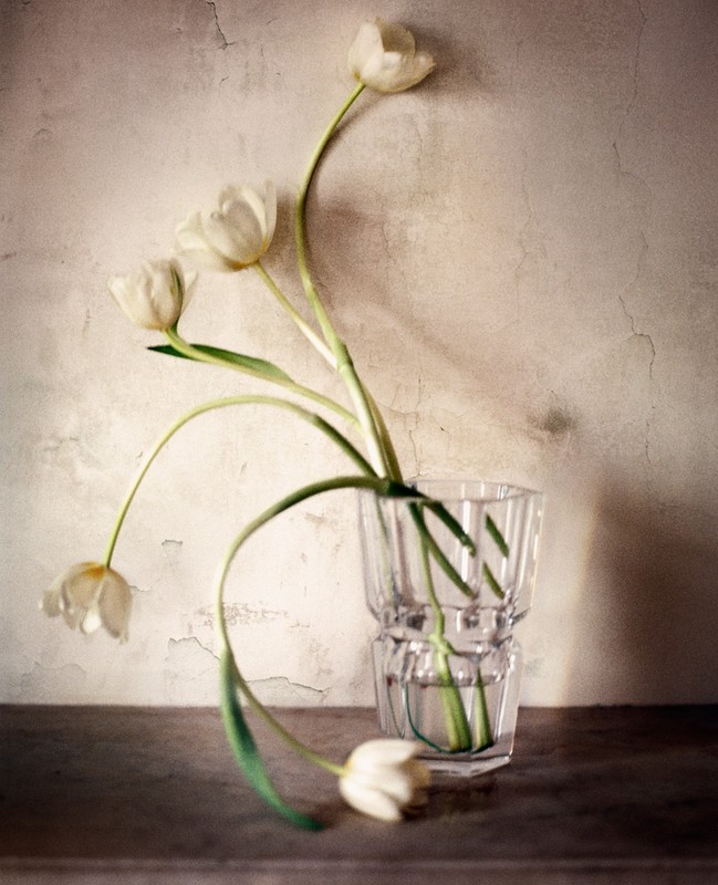 Still life photograph of white tulips arranged in a clear glass vase set against a textured neutral background.