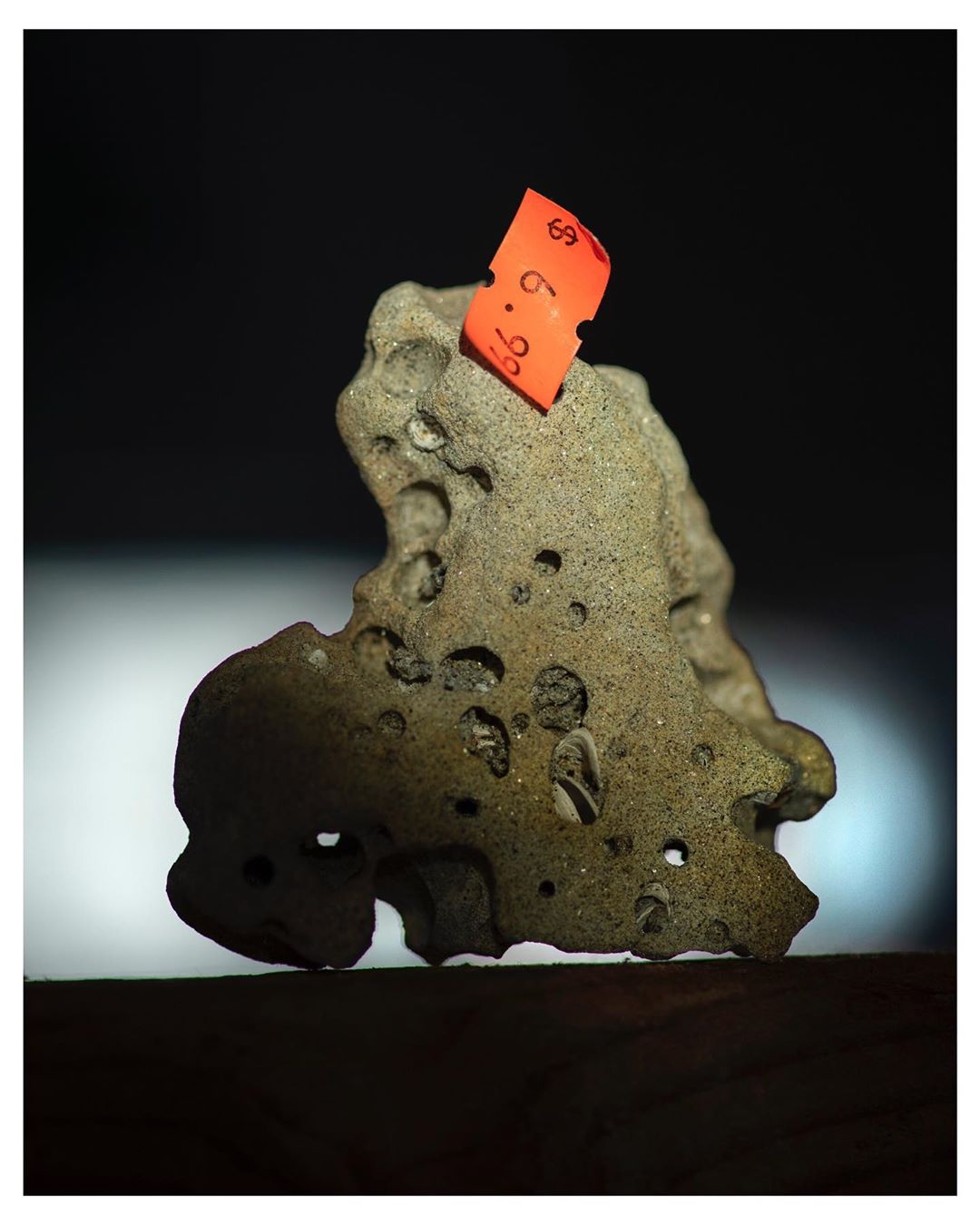 Close-up of a porous rock formation on a wooden surface, featuring an orange price tag, set against a dark background.
