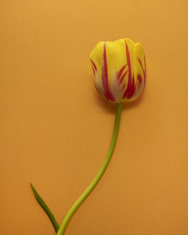 Close-up studio shot of a vibrant yellow tulip with red markings and a slender green stem against a seamless orange backdrop.