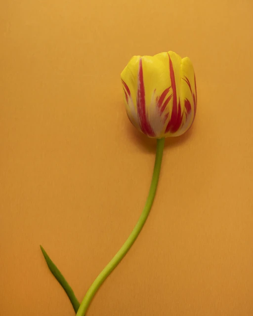 Close-up studio shot of a vibrant yellow tulip with red markings and a slender green stem against a seamless orange backdrop.