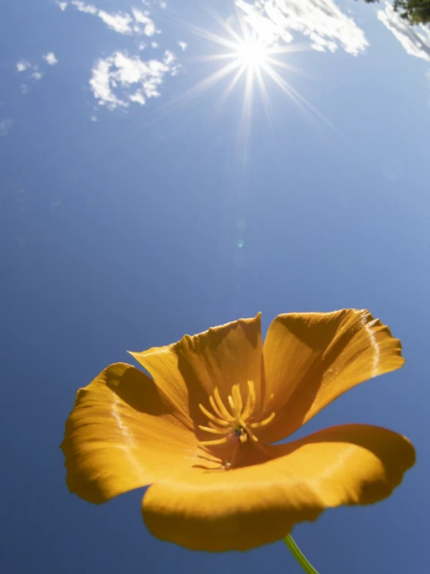 Low-angle shot of a vibrant orange California poppy flower against a bright blue sky with a sunburst and scattered clouds overhead.