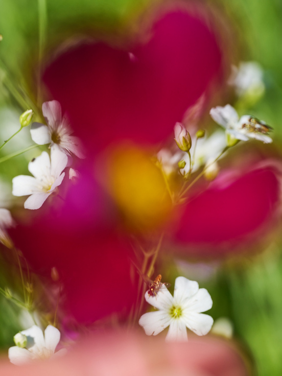 Close-up shot of a cluster of small white flowers with a pink and yellow flower in the background, creating a blurred bokeh effect.
