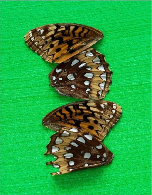 Close-up of four butterfly wings with brown, black, and white patterns, arranged on a vibrant green surface with subtle linear texture.