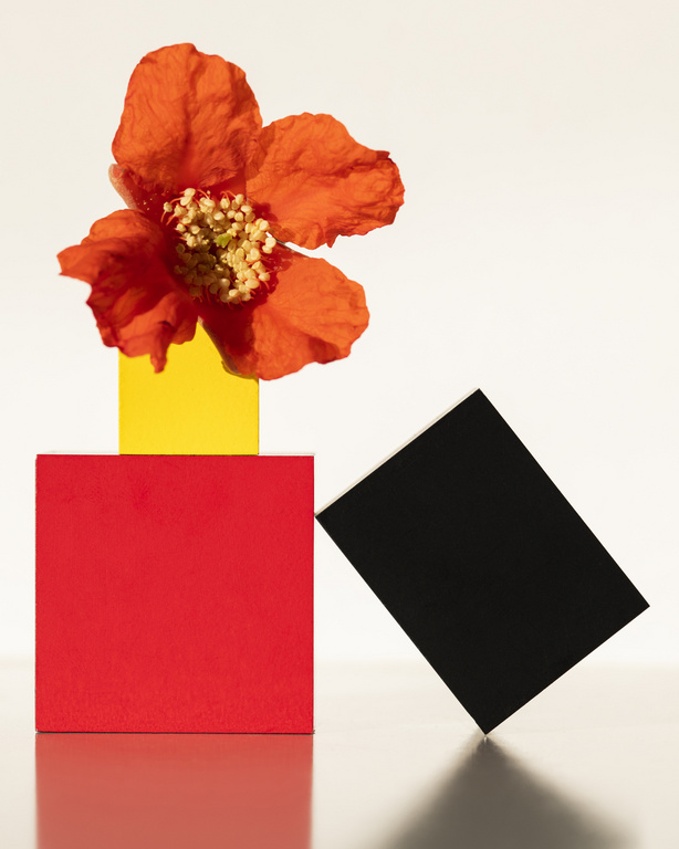 Still life photograph of an orange flower atop yellow, red, and black blocks, casting shadows on a reflective surface against a white background.