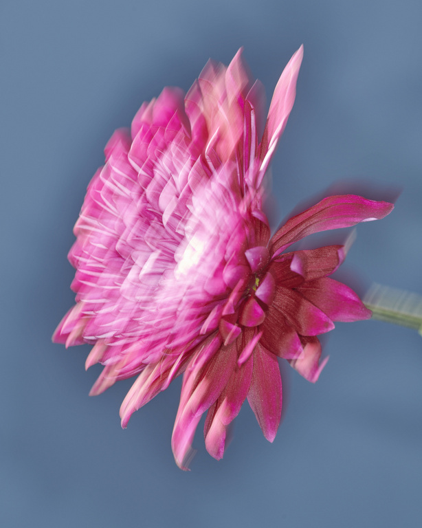 Abstract long exposure of pink flower against blue background, showcasing blur and motion in a floral still life.