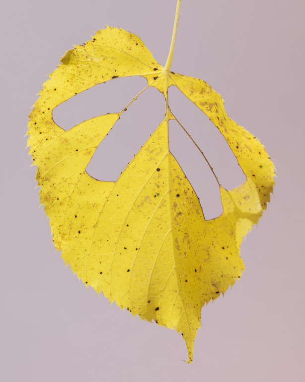 Close-up of a vibrant yellow leaf featuring three linear cutouts, set against a pale backdrop, highlighting natural textures and autumn colors.