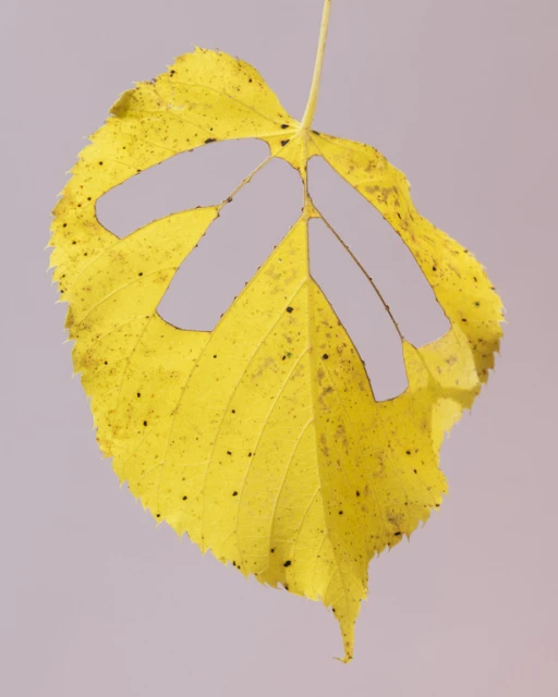 Close-up of a vibrant yellow leaf featuring three linear cutouts, set against a pale backdrop, highlighting natural textures and autumn colors.