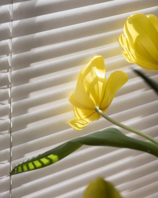 Close-up shot of two vibrant yellow tulips in bloom, bathed in soft light, set against a backdrop of white window blinds.