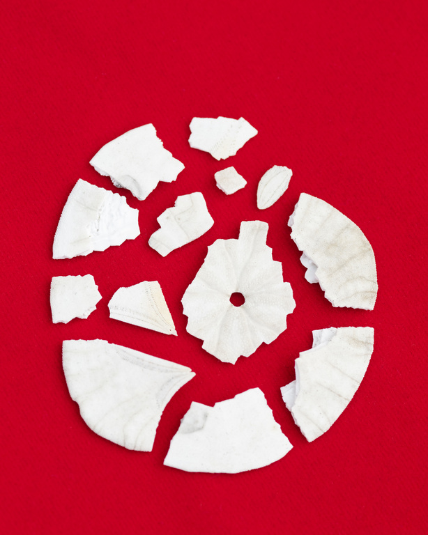 Overhead shot of fragmented white sand dollar pieces arranged in a circle on a vibrant red background, creating a graphic composition.