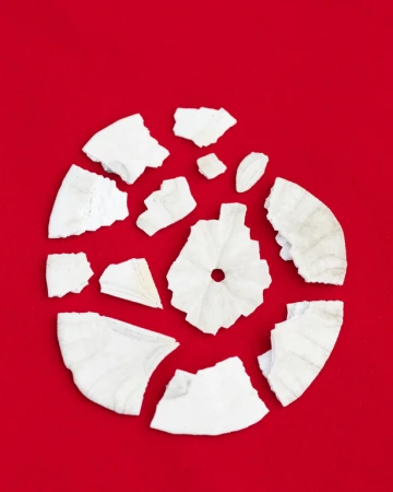 Overhead shot of fragmented white sand dollar pieces arranged in a circle on a vibrant red background, creating a graphic composition.