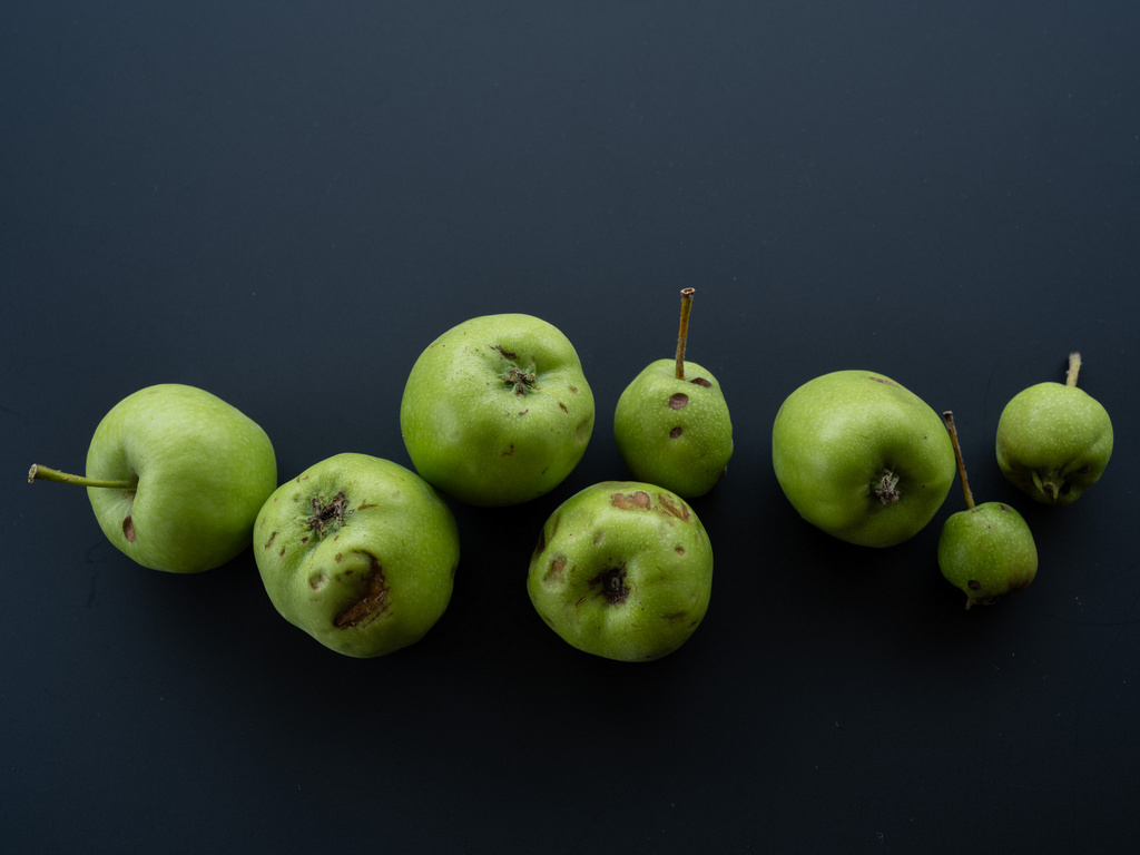 A collection of green apples and pears arranged against a solid black background, showcasing their natural textures and shapes.
