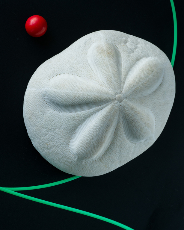 Close-up studio shot of a white sand dollar with raised floral design against a black background with a green line and red sphere.