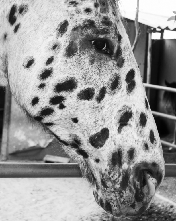 Monochrome portrait of a white horse with black spots, head in frame. The horse is by a metal fence in an outdoor setting.