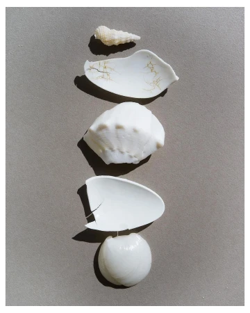 Arrangement of five white seashells on a grey surface in vertical alignment, with varying shapes and textures, under direct light.