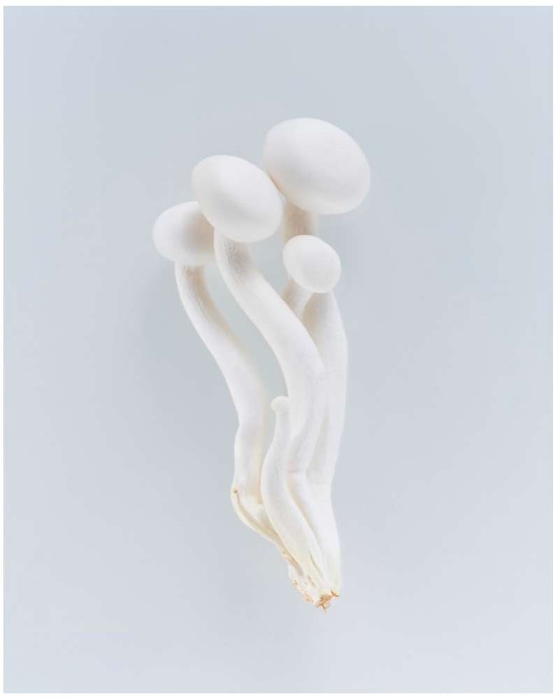 Close-up of a cluster of white beech mushrooms with long stems and round caps, arranged on a pale blue surface, food photography.