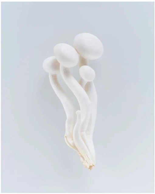 Close-up of a cluster of white beech mushrooms with long stems and round caps, arranged on a pale blue surface, food photography.