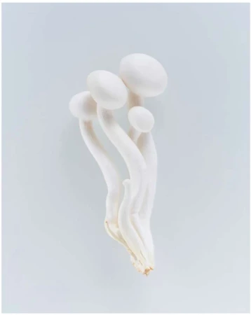 Close-up of a cluster of white beech mushrooms with long stems and round caps, arranged on a pale blue surface, food photography.