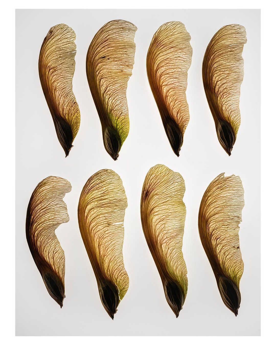 Close-up of eight maple seeds arranged in a grid pattern on a white background, showcasing their delicate structure and natural textures.