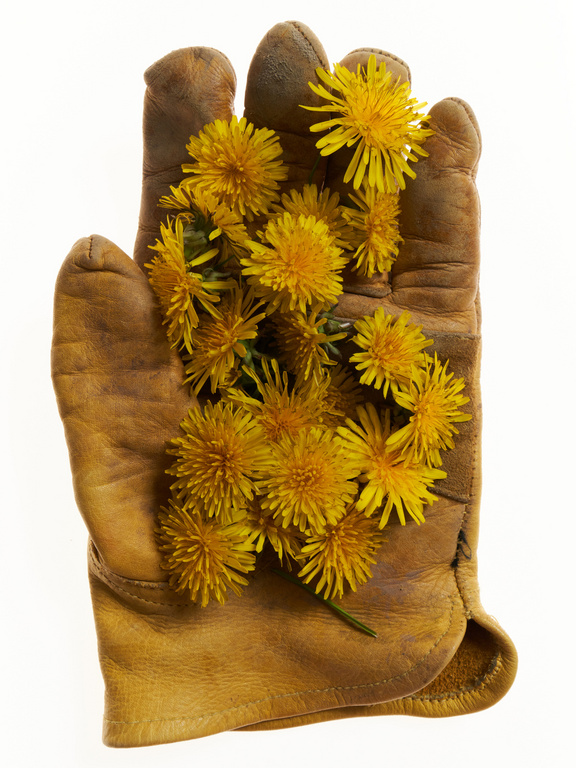 Close-up of a tan leather work glove cradling a collection of bright yellow dandelion flowers against a plain white backdrop.