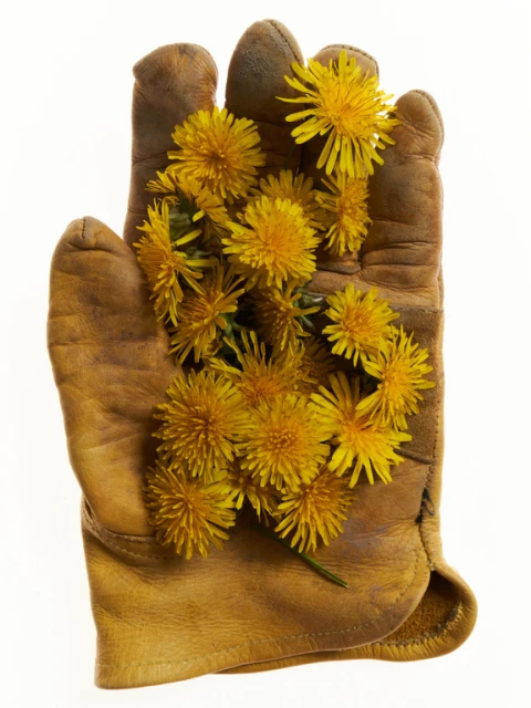 Close-up of a tan leather work glove cradling a collection of bright yellow dandelion flowers against a plain white backdrop.