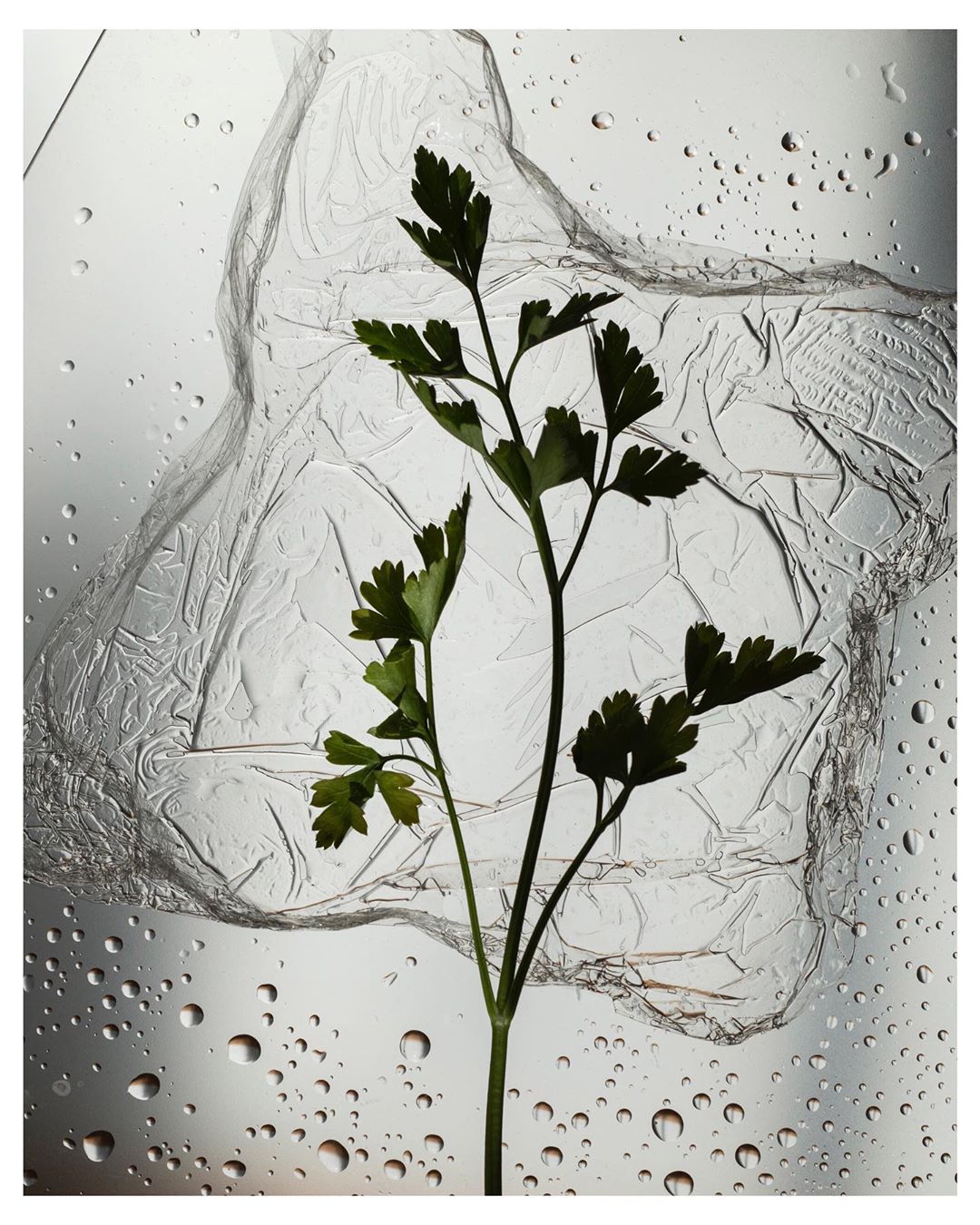 Close-up of a parsley sprig against a textured background with water droplets, creating a fresh and clean still life composition.