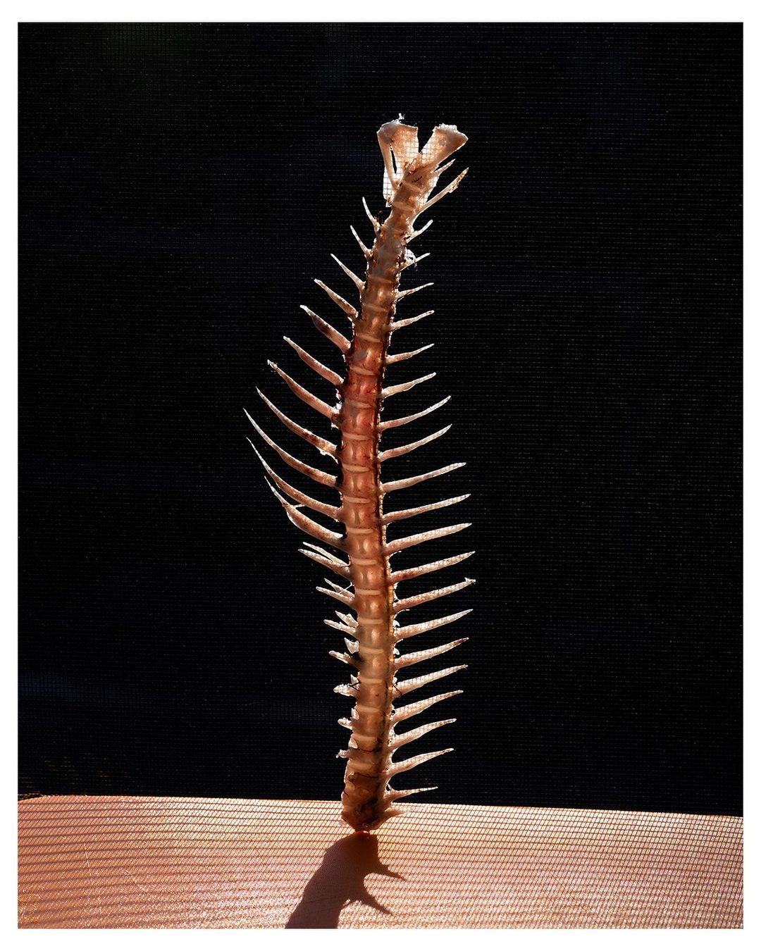 Fish bone skeleton. A fish bone skeleton is centered vertically, casting a long shadow on a peach surface against a solid black background.
