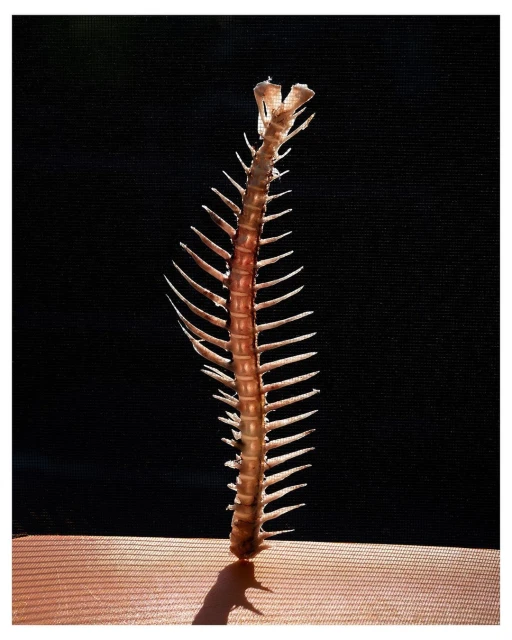 Fish bone skeleton. A fish bone skeleton is centered vertically, casting a long shadow on a peach surface against a solid black background.
