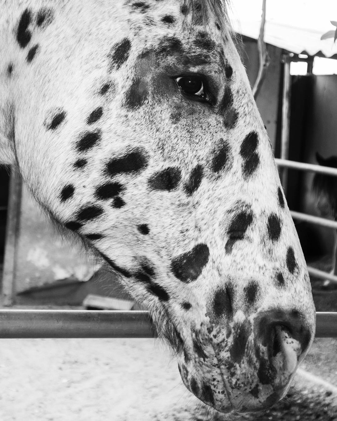 Close-up, black-and-white photograph of an Appaloosa horse head, showing its unique spotted coat pattern against a simple stable backdrop.