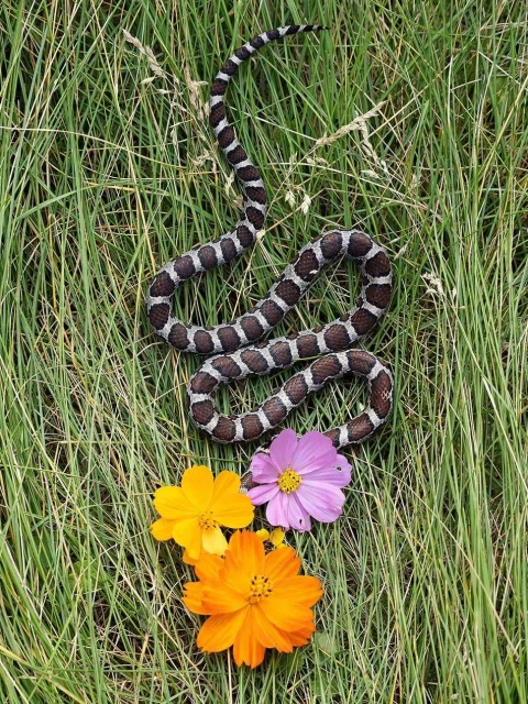 Milk snake on green grass with yellow, orange, and purple flowers. The patterned snake slithers through the green grass. Outdoor shot.