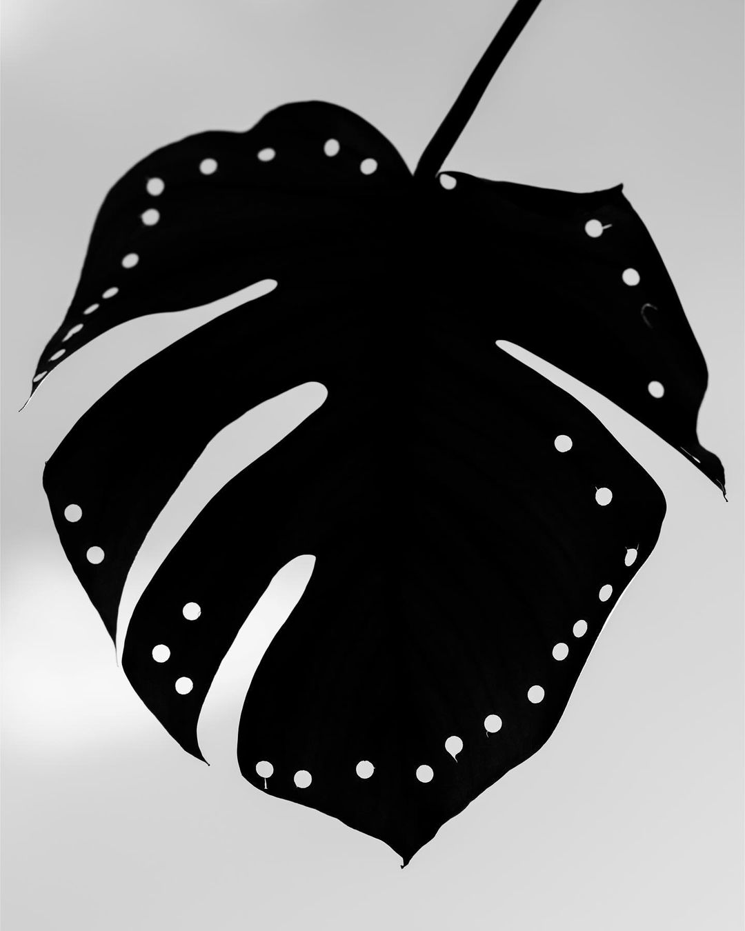Black and white studio photograph of a split leaf philodendron leaf with perforated edges isolated against a neutral background.