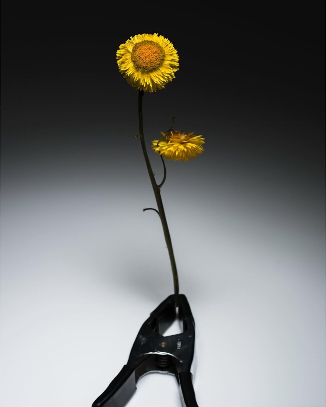 Two yellow strawflowers attached to a single stem held upright by a black spring clamp against a light to dark grey gradient background.