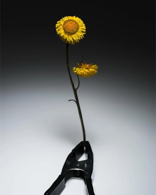 Two yellow strawflowers attached to a single stem held upright by a black spring clamp against a light to dark grey gradient background.