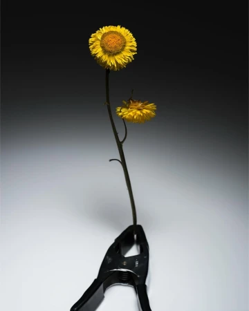 Two yellow strawflowers attached to a single stem held upright by a black spring clamp against a light to dark grey gradient background.
