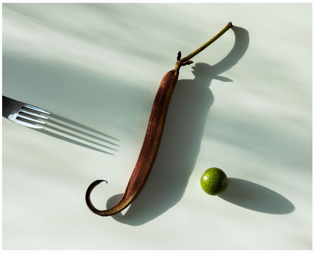 Still life of a brown seed pod with a curled end, a green fruit, and a fork casting shadows on a pale green surface in bright sunlight.