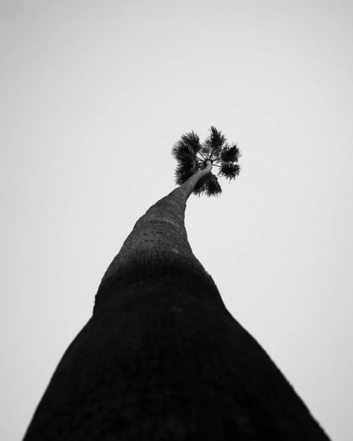 Low angle, black and white photograph of a tall palm tree silhouetted against a light background, emphasizing its height and shape.