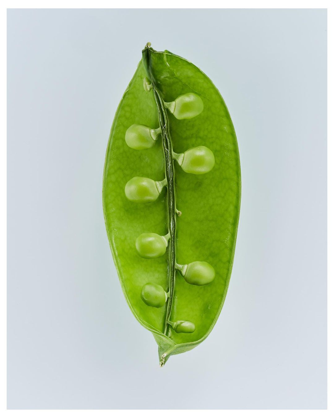 Close-up of an open green pea pod with peas inside, lit by even lighting on a white background. Food photography of fresh produce.