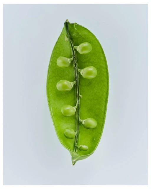 Close-up of an open green pea pod with peas inside, lit by even lighting on a white background. Food photography of fresh produce.