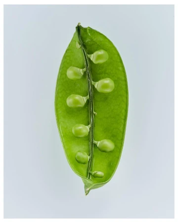 Close-up of an open green pea pod with peas inside, lit by even lighting on a white background. Food photography of fresh produce.