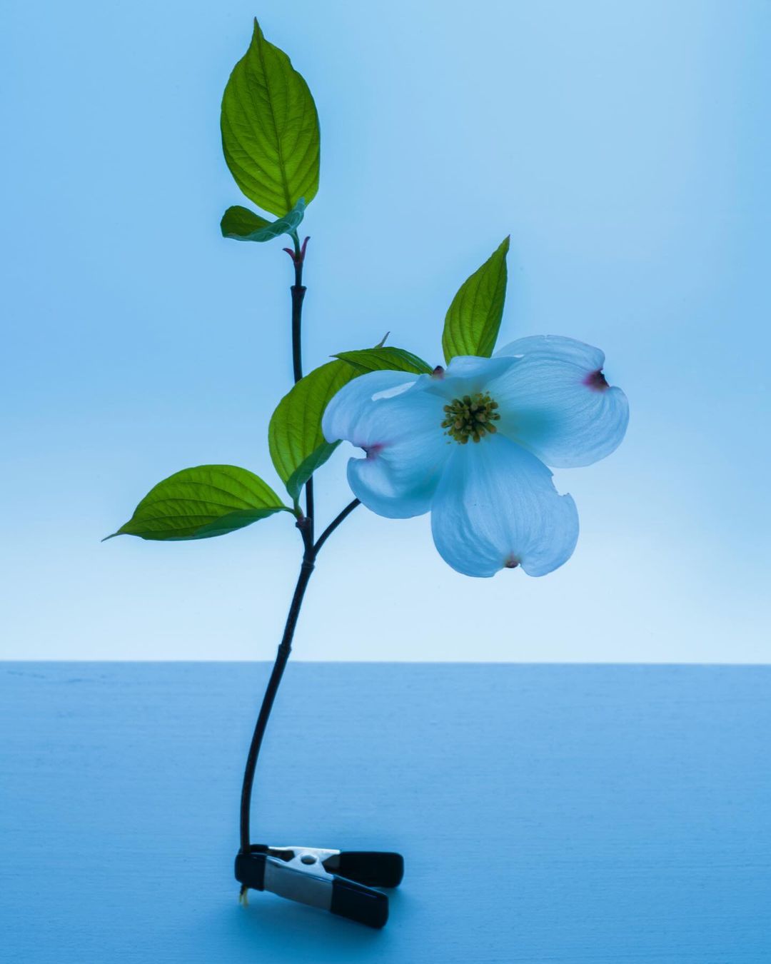 Isolated dogwood bloom on stem with green leaves, secured by a silver clip against a two-tone blue background in vertical format.