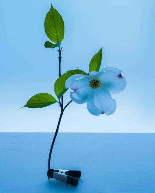 Isolated dogwood bloom on stem with green leaves, secured by a silver clip against a two-tone blue background in vertical format.