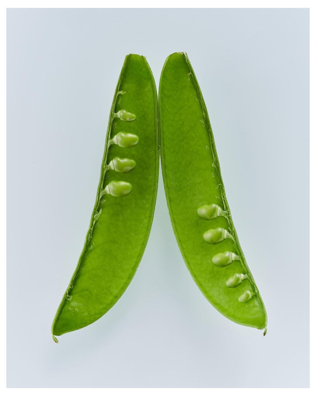 Two green sugar snap pea pods, cut open to show the peas inside, rest on a white background in a close-up studio shot. Food photography.