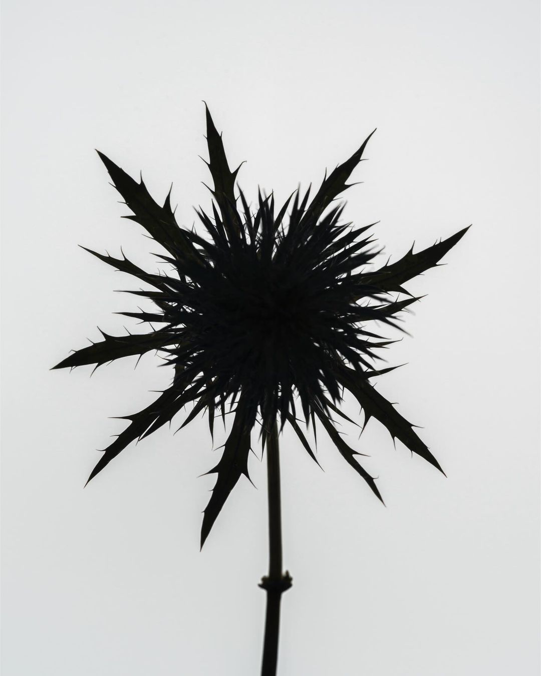 Striking close-up photo of a spiky dark thistle silhouetted against a bright white background, showcasing its intricate texture and unique shape.